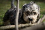 Photo Dandie Dinmont Terrier