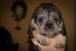 Photo Dandie Dinmont Terrier