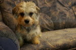 Photo Dandie Dinmont Terrier