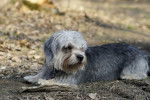 Photo Dandie Dinmont Terrier