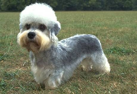 Dog - Dandie Dinmont Terrier Mâle (2 ans)