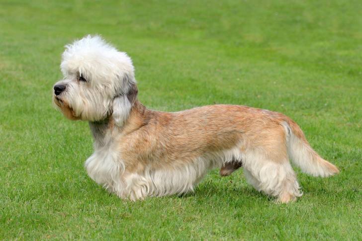 Un Dandie Dinmont Terrier debout dans l'herbe