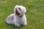 Photo Dandie Dinmont Terrier
