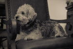 Photo Dandie Dinmont Terrier