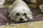 Photo Dandie Dinmont Terrier