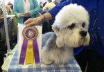 Photo Dandie Dinmont Terrier