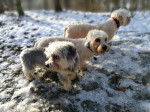 Photo Dandie Dinmont Terrier