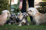 Photo Dandie Dinmont Terrier