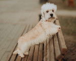 Photo Dandie Dinmont Terrier
