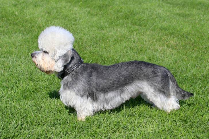 Photo Dandie Dinmont Terrier