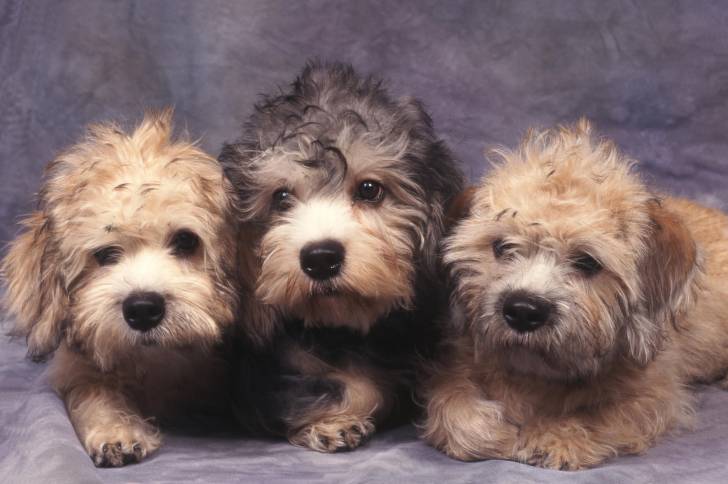Photo Dandie Dinmont Terrier