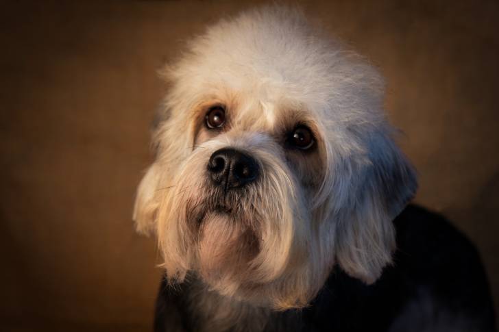 Photo Dandie Dinmont Terrier