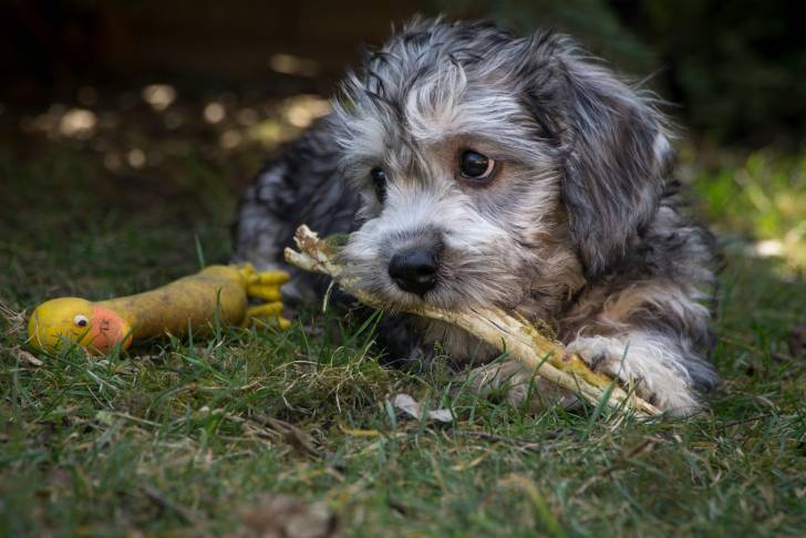 Photo Dandie Dinmont Terrier