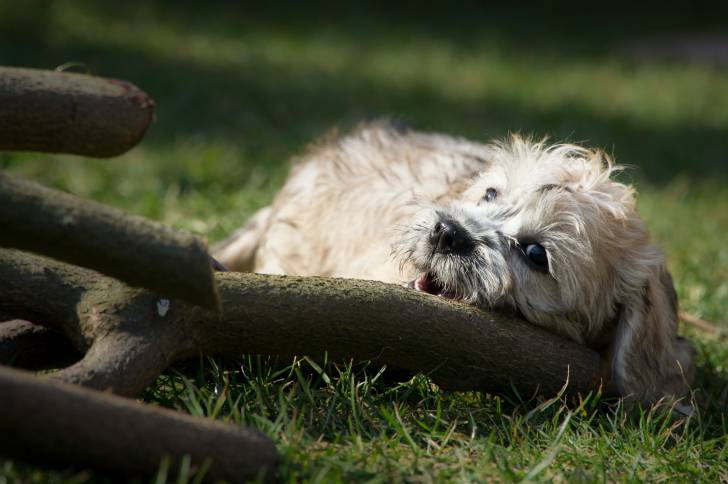 Photo Dandie Dinmont Terrier