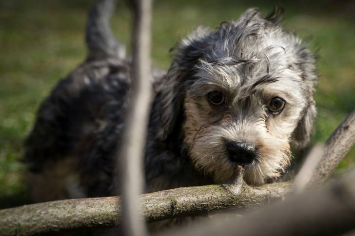 Photo Dandie Dinmont Terrier