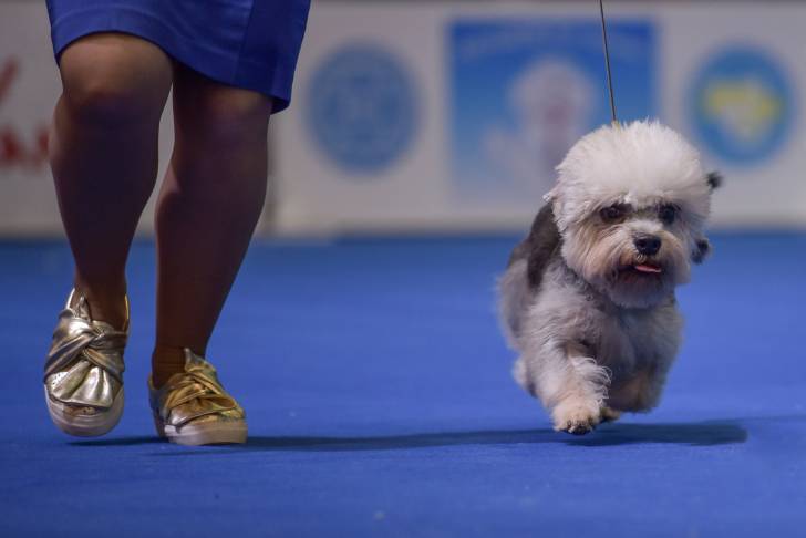 Photo Dandie Dinmont Terrier