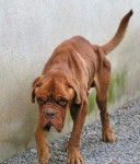 RETRO - Dogue de Bordeaux Mâle (6 ans)