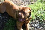 Tina - Dogue de Bordeaux (5 ans)