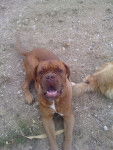 Cléopatre (Dogue de Bordeaux ) la mere de mon futu - Dogue de Bordeaux (2 ans)
