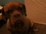FRIDA - Dogue de Bordeaux (4 ans)