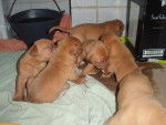 Camada De Cachorros - Dogue de Bordeaux (2 mois)