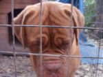 Aosa - Dogue de Bordeaux (2 ans)