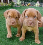 tov y tovi - Dogue de Bordeaux Mâle (5 mois)