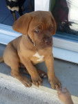 IGOR - Dogue de Bordeaux M&acirc;le (2 mois)