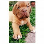Alex - Dogue de Bordeaux M&acirc;le (6 mois)