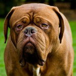 Dogue de Bordeaux - Dogue de Bordeaux