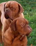 Dogue de Bordeaux - Dogue de Bordeaux