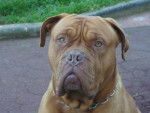 Dogue de Bordeaux - Dogue de Bordeaux