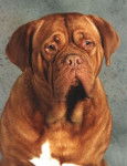 Dogue de Bordeaux - Dogue de Bordeaux