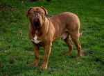 Dogue de Bordeaux - Dogue de Bordeaux