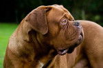 Dogue de Bordeaux - Dogue de Bordeaux