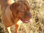 Auc&eacute;ane 7 mois dogue de bordeaux - Dogue de Bordeaux (7 mois)