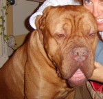 OSCAR dogue de bordeaux - Dogue de Bordeaux