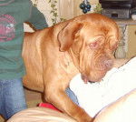 OSCAR DOGUE DE BORDEAUX - Dogue de Bordeaux