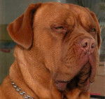 dogue de bordeaux - Dogue de Bordeaux