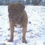 dogue de bordeaux - Dogue de Bordeaux