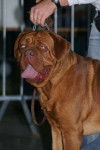 Ar&egrave;s des molosse du couronnais dogue de bordeaux - Dogue de Bordeaux
