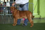 Arès dogue de bordeaux - Dogue de Bordeaux