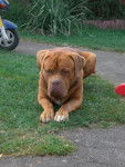 volf dogues de bordeaux - Dogue de Bordeaux