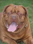 dogues de bordeaux - Dogue de Bordeaux