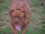 Ares des molosses du couronnais dogue de bordeaux - Dogue de Bordeaux