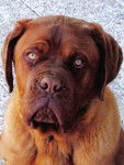 dogue de bordeaux matcho - Dogue de Bordeaux
