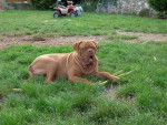 dogue de bordeaux - Dogue de Bordeaux