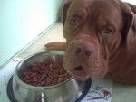 diams dogue de bordeaux - Dogue de Bordeaux