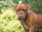Elvis, Dogue de Bordeaux - Dogue de Bordeaux