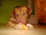 caco dogue de bordeaux - Dogue de Bordeaux